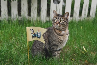 旗子旁草地上的斑猫